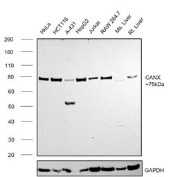 Invitrogen Calnexin Polyclonal Antibody 100 &mu;L; Unconjugated:Antibodies,