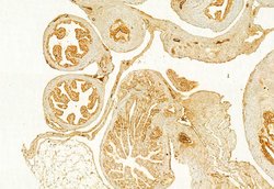 Invitrogen Calnexin Polyclonal Antibody 100 &mu;L; Unconjugated:Antibodies,