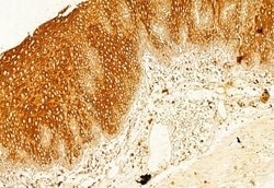 Invitrogen Calnexin Polyclonal Antibody 100 &mu;L; Unconjugated:Antibodies,