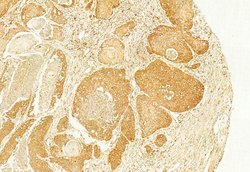 Invitrogen Calnexin Polyclonal Antibody 100 &mu;L; Unconjugated:Antibodies,