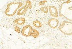 Invitrogen Calnexin Polyclonal Antibody 100 &mu;L; Unconjugated:Antibodies,