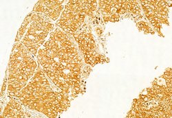 Invitrogen Calnexin Polyclonal Antibody 100 &mu;L; Unconjugated:Antibodies,