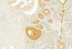 Invitrogen Calnexin Polyclonal Antibody 100 &mu;L; Unconjugated:Antibodies,