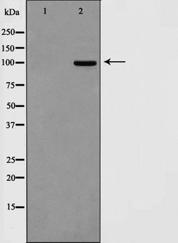 Invitrogen Calnexin Polyclonal Antibody 100 &mu;L; Unconjugated:Antibodies,