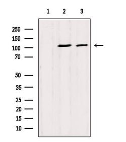 GPIP137 Polyclonal Antibody:Antibodies, Polyclonal