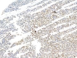 Invitrogen CASC5 Polyclonal Antibody 100 &mu;L; Unconjugated:Antibodies,