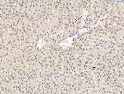 Invitrogen CASC5 Polyclonal Antibody 100 &mu;L; Unconjugated:Antibodies,