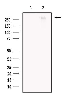 Invitrogen CASC5 Polyclonal Antibody 100 &mu;L; Unconjugated:Antibodies,