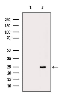 Invitrogen HP1 beta Polyclonal Antibody 100 &mu;L; Unconjugated:Antibodies,