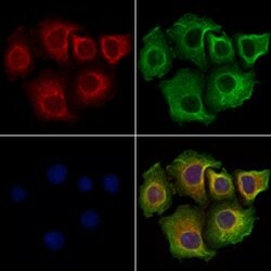 Invitrogen CCDC28A Polyclonal Antibody 100 &mu;L | Buy Online | Invitrogen&trade; | Fisher Scientific