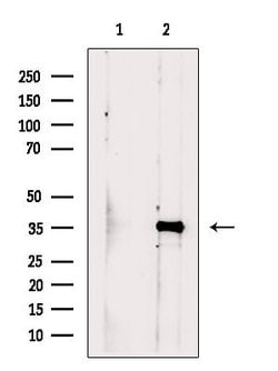 Invitrogen CCDC34 Polyclonal Antibody 100 &mu;L; Unconjugated:Antibodies,