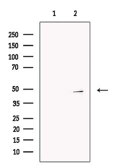 Invitrogen CCDC34 Polyclonal Antibody 100 &mu;L; Unconjugated:Antibodies,
