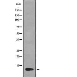CCL1 Polyclonal Antibody:Antibodies, Polyclonal