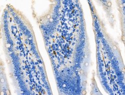 Invitrogen CCL14 Polyclonal Antibody 100 &mu;L; Unconjugated:Antibodies,