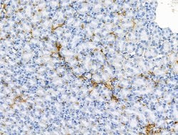 Invitrogen CCL14 Polyclonal Antibody 100 &mu;L; Unconjugated:Antibodies,
