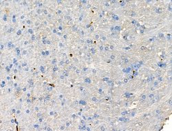 Invitrogen CCL14 Polyclonal Antibody 100 &mu;L; Unconjugated:Antibodies,
