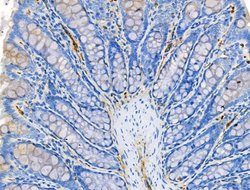 Invitrogen CCL14 Polyclonal Antibody 100 &mu;L; Unconjugated:Antibodies,