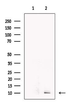 Invitrogen CCL14 Polyclonal Antibody 100 &mu;L; Unconjugated:Antibodies,