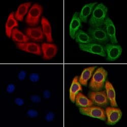 Invitrogen CCL4 Polyclonal Antibody 100 &mu;L | Buy Online | Invitrogen&trade; | Fisher Scientific