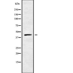 Invitrogen Cyclin I Polyclonal Antibody 100 &mu;L | Buy Online | Invitrogen&trade; | Fisher Scientific
