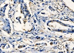 Invitrogen SIX2 Polyclonal Antibody 100 &mu;L; Unconjugated:Antibodies,
