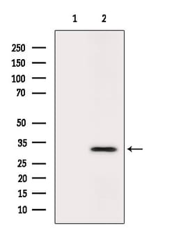 Invitrogen SIX2 Polyclonal Antibody 100 &mu;L; Unconjugated:Antibodies,