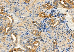Invitrogen CD166 Polyclonal Antibody 100 &mu;L; Unconjugated:Antibodies,