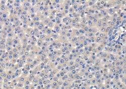 Invitrogen CD203c Polyclonal Antibody 100 &mu;L; Unconjugated:Antibodies,