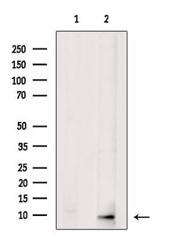 Invitrogen CD24 Polyclonal Antibody 100 &mu;L | Buy Online | Invitrogen&trade; | Fisher Scientific