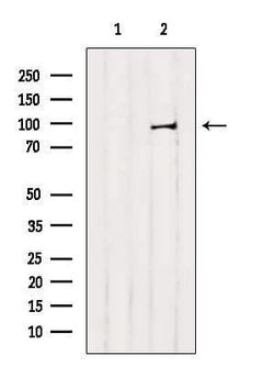 Invitrogen CD26 Polyclonal Antibody 100 &mu;L; Unconjugated:Antibodies,
