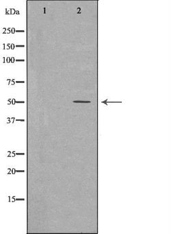 Invitrogen CD27 Polyclonal Antibody 100 &mu;L; Unconjugated:Antibodies,