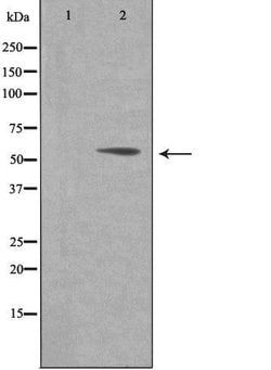 PAF49 Polyclonal Antibody:Antibodies, Polyclonal