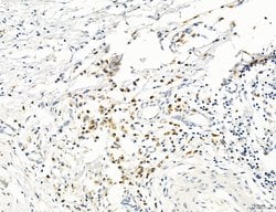 Invitrogen CD44 Polyclonal Antibody 100 &mu;L; Unconjugated:Antibodies,