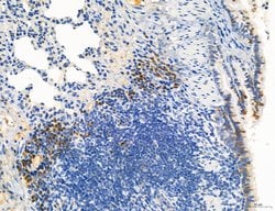 Invitrogen CD44 Polyclonal Antibody 100 &mu;L; Unconjugated:Antibodies,