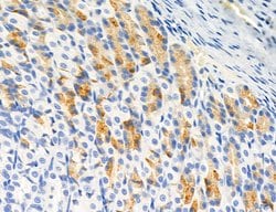 Invitrogen CD44 Polyclonal Antibody 100 &mu;L; Unconjugated:Antibodies,