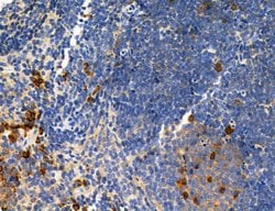Invitrogen CD44 Polyclonal Antibody 100 &mu;L; Unconjugated:Antibodies,