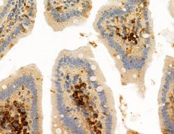 Invitrogen CD44 Polyclonal Antibody 100 &mu;L; Unconjugated:Antibodies,