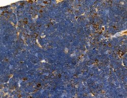 Invitrogen CD44 Polyclonal Antibody 100 &mu;L; Unconjugated:Antibodies,