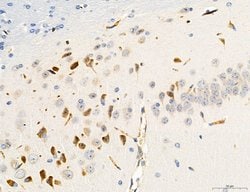 Invitrogen CD44 Polyclonal Antibody 100 &mu;L; Unconjugated:Antibodies,