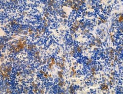 Invitrogen CD44 Polyclonal Antibody 100 &mu;L; Unconjugated:Antibodies,