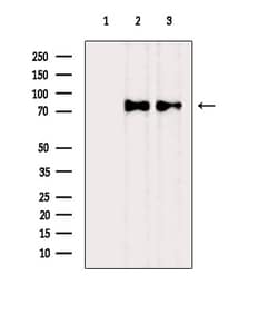 Invitrogen CD44 Polyclonal Antibody 100 &mu;L; Unconjugated:Antibodies,