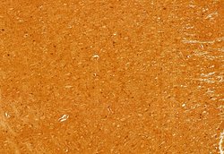 Invitrogen CD47 Polyclonal Antibody 100 &mu;L; Unconjugated:Antibodies,