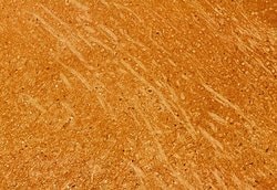 Invitrogen CD47 Polyclonal Antibody 100 &mu;L; Unconjugated:Antibodies,