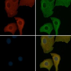 Invitrogen CD53 Polyclonal Antibody 100 &mu;L; Unconjugated:Antibodies,