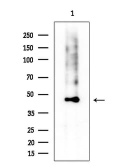 Invitrogen CD86 Polyclonal Antibody 100 &mu;L; Unconjugated:Antibodies,