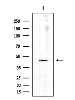 Invitrogen CD86 Polyclonal Antibody 100 &mu;L; Unconjugated:Antibodies,