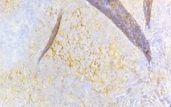 Invitrogen CD8 Polyclonal Antibody 100 &mu;L; Unconjugated:Antibodies,