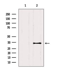 Invitrogen CEACAM19 Polyclonal Antibody 100 &mu;L; Unconjugated:Antibodies,