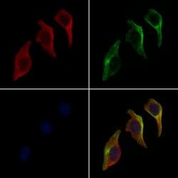 Invitrogen CEL Polyclonal Antibody 100 &mu;L; Unconjugated:Antibodies,