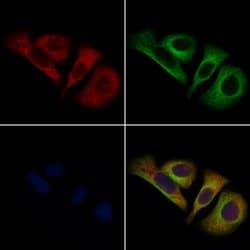 Invitrogen CELSR2 Polyclonal Antibody 100 &mu;L; Unconjugated:Antibodies,
